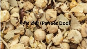 पनीर डोडी (Paneer Dodi)
