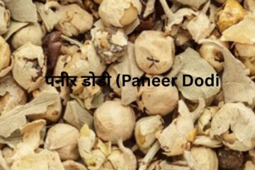पनीर डोडी (Paneer Dodi)
