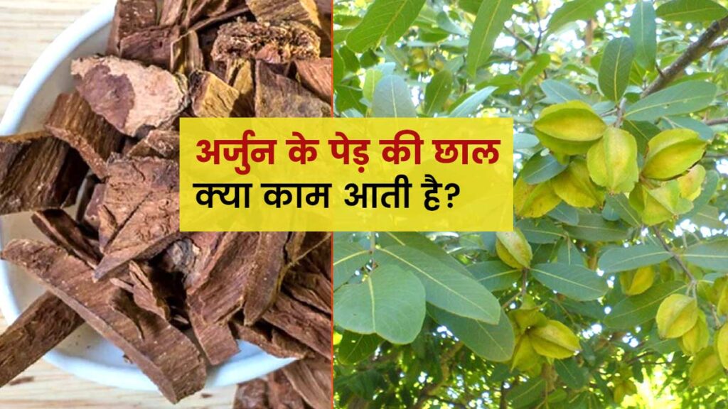 अर्जुन की छाल के 10 फायदे