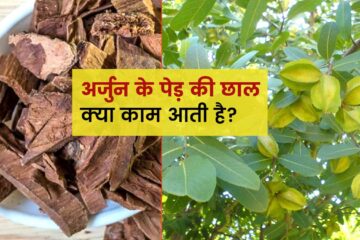 अर्जुन की छाल के 10 फायदे