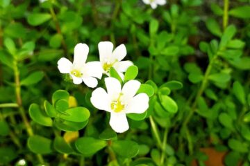 ब्राह्मी (Brahmi)