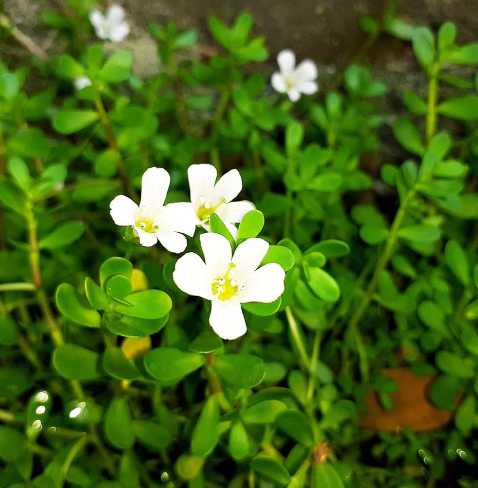 ब्राह्मी (Brahmi)