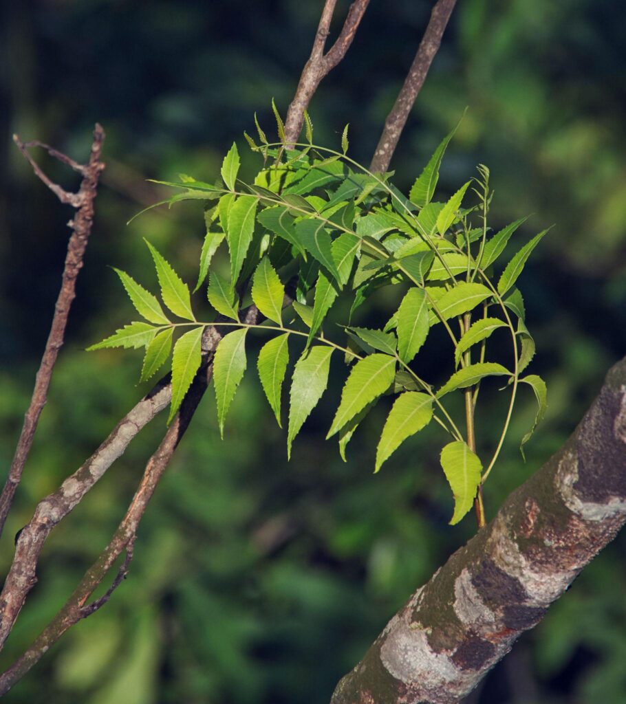 Ayurvedic Herbs for Immunity