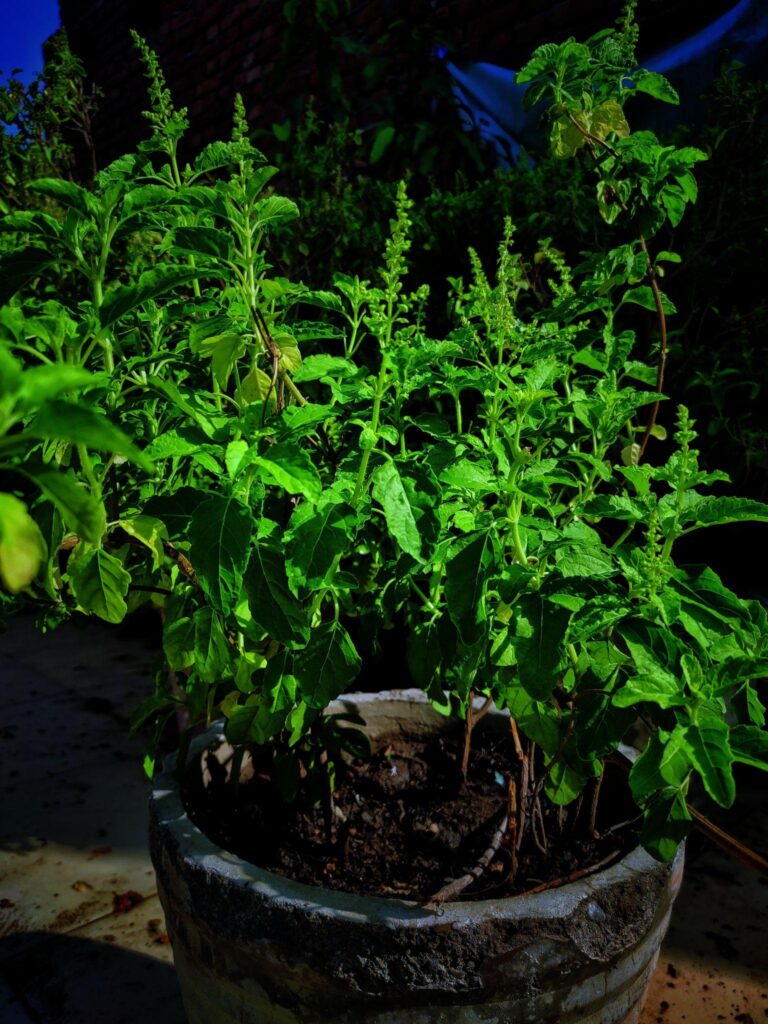 Ayurvedic Herbs for Immunity