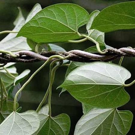 Ayurvedic Herbs for Immunity